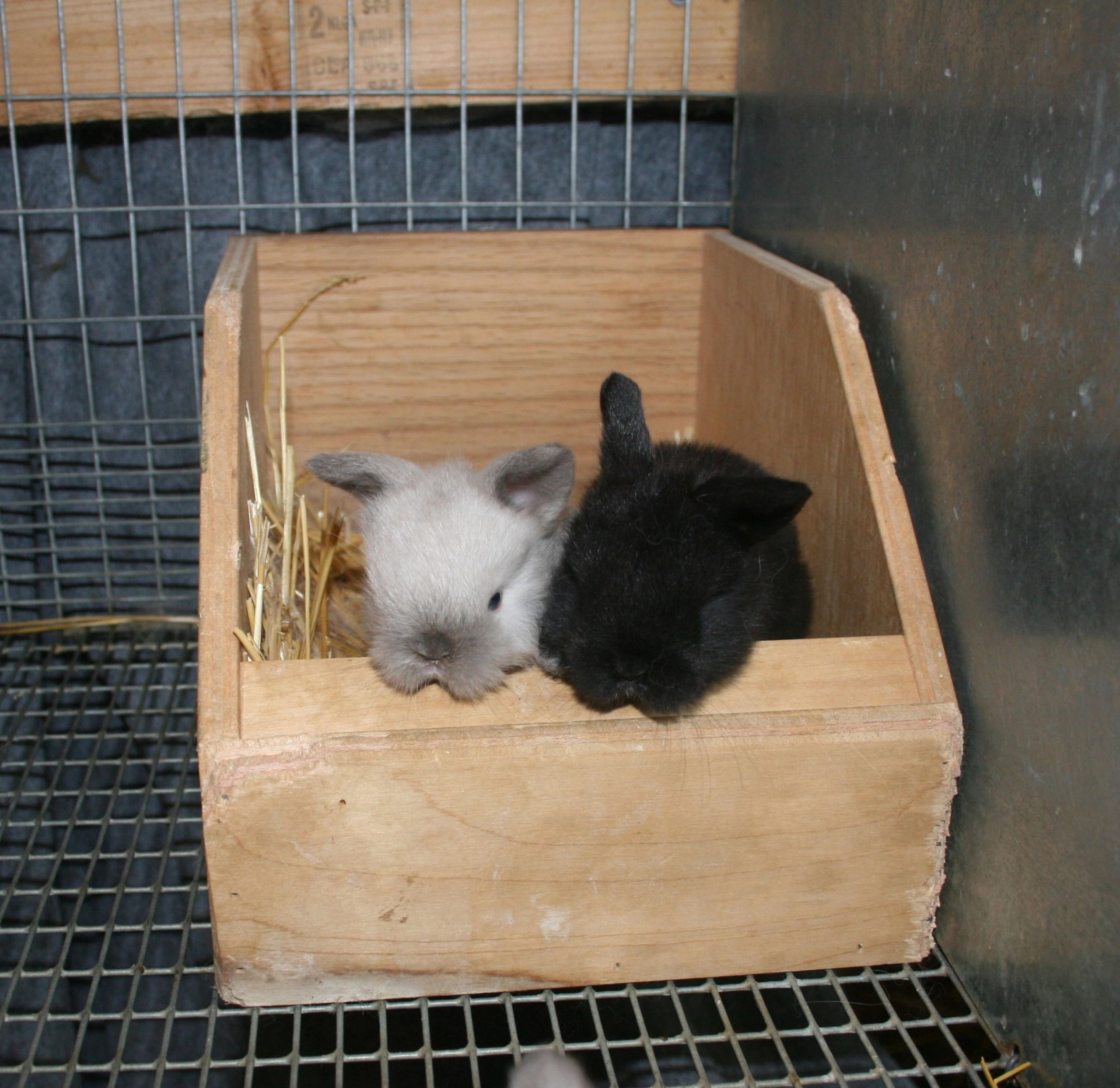 Breeding Rabbit Strategies