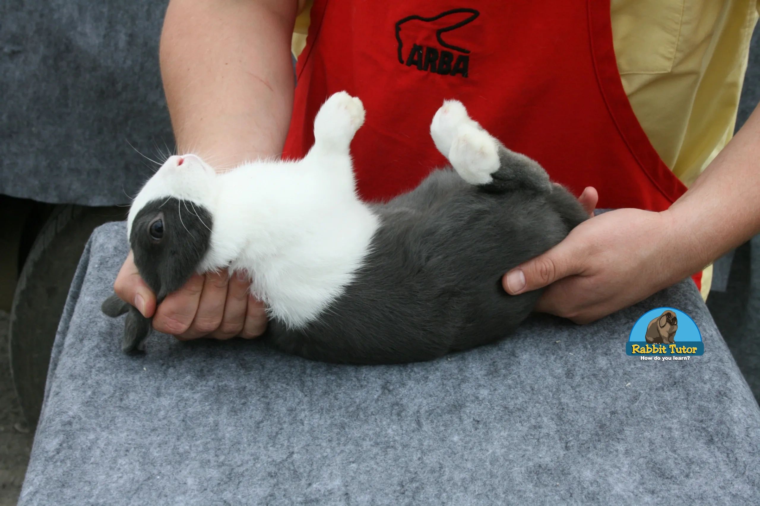 Buying a rabbit?