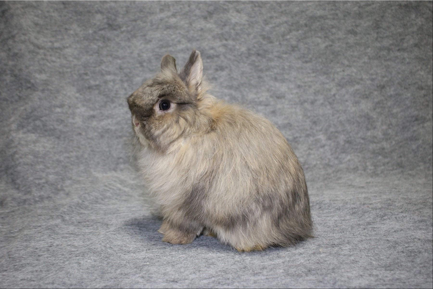 Rabbit shows