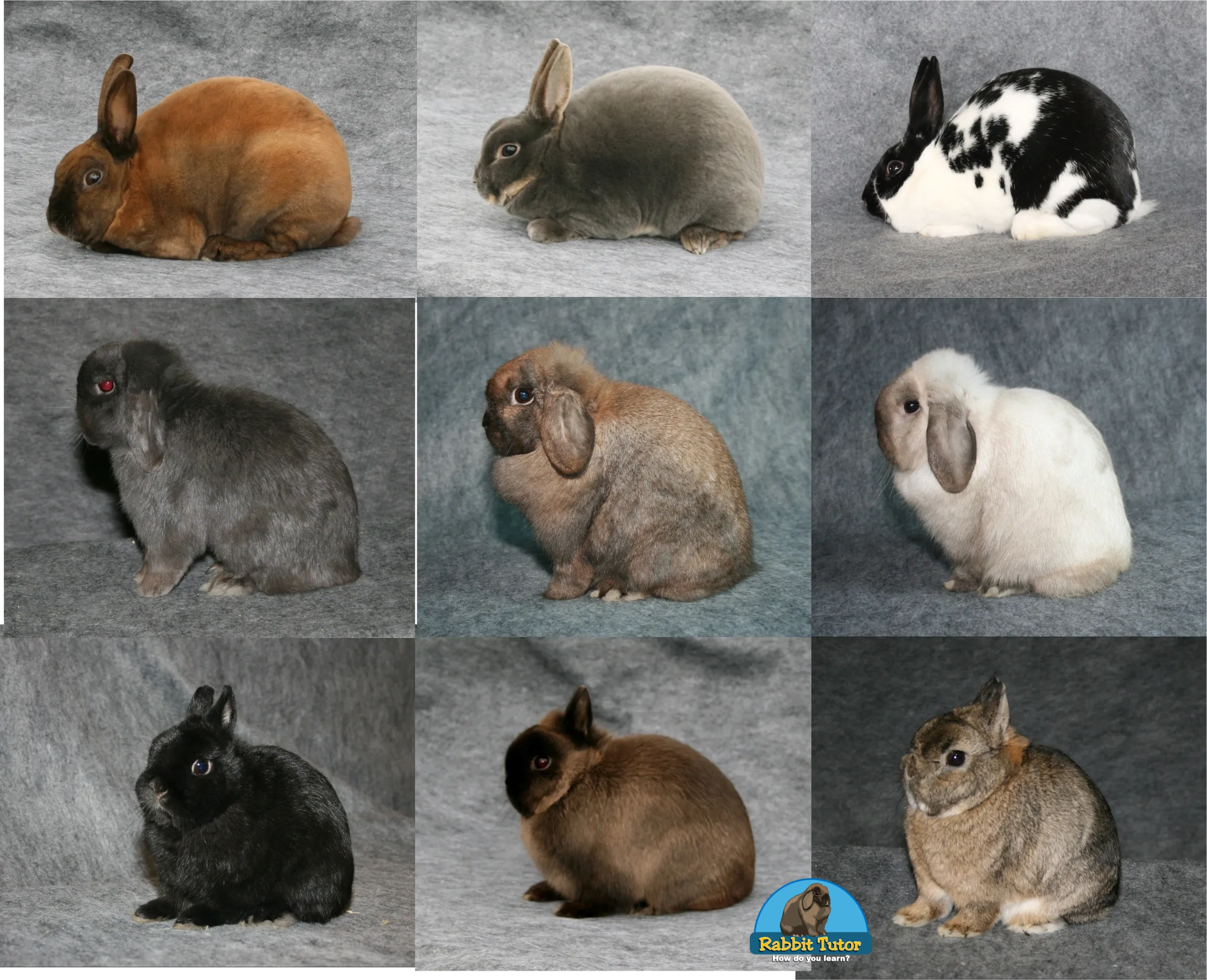 Most popular rabbit downloads