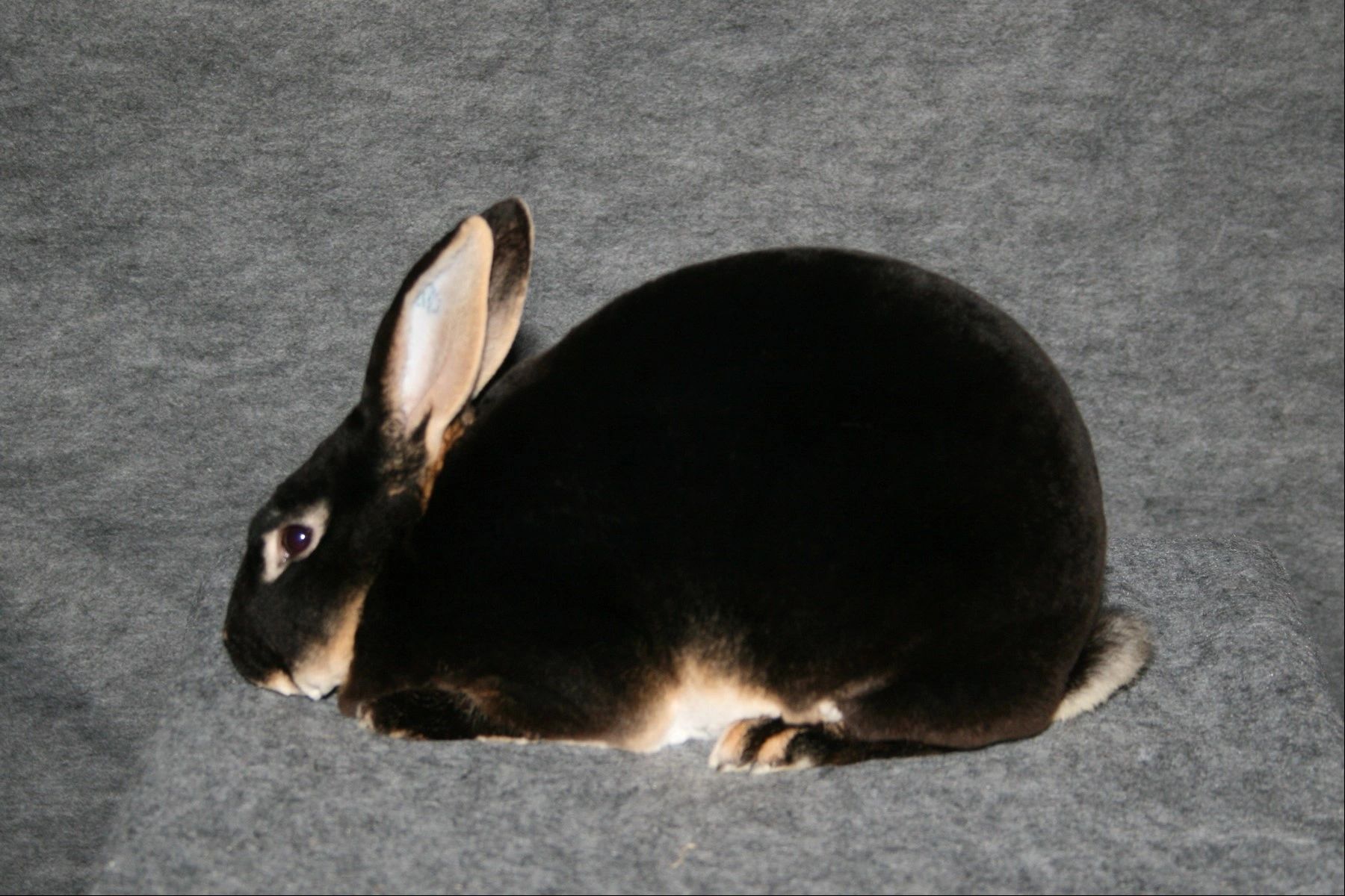 Rabbit Breed Flash Cards
